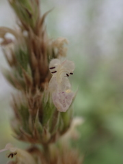 Nepeta parnassica