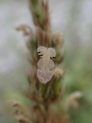 Nepeta parnassica