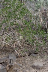 Azima tetracantha