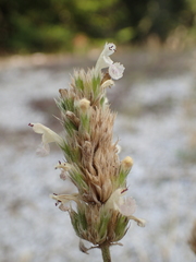 Nepeta parnassica
