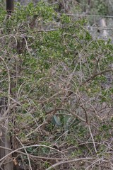 Azima tetracantha