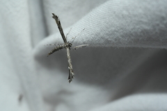 Hellinsia inquinatus