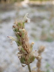 Nepeta parnassica