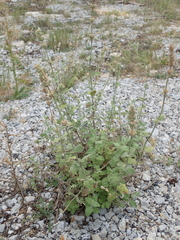 Nepeta parnassica