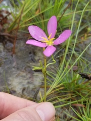 Sabatia grandiflora