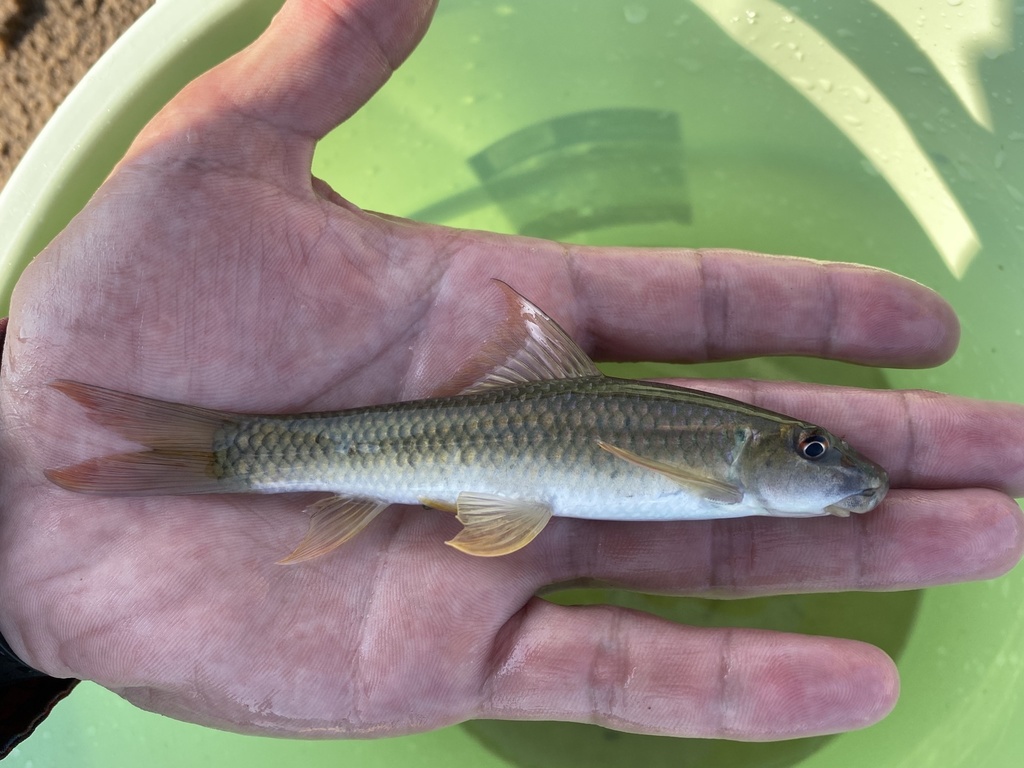 Cameroon labeo (Labeo camerunensis) — Cyprinidae