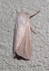 Leucania inconspicua