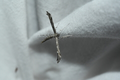 Hellinsia inquinatus