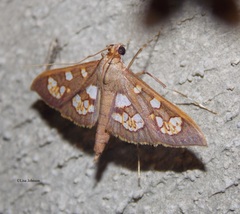 Prenesta fenestrinalis