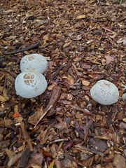 Chlorophyllum molybdites