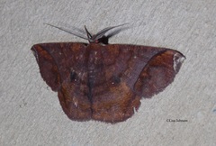 Thysanopyga apicitruncaria