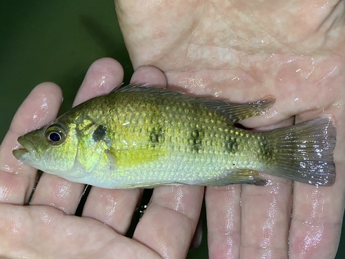 Banded jewelfish (Hemichromis elongatus) — Cichlidae — 2