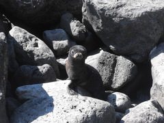 Arctocephalus townsendi