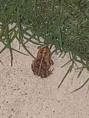 Incilius nebulifer