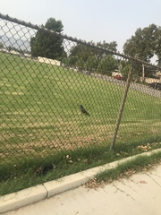 Corvus brachyrhynchos