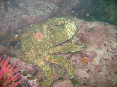 Echidnocerus cibarius