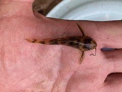 Mochokinae