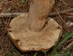Tylopilus variobrunneus