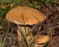 Tylopilus variobrunneus