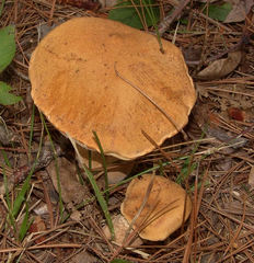 Tylopilus variobrunneus