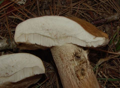 Tylopilus variobrunneus
