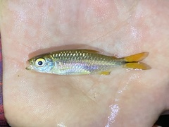 Brycinus kingsleyae