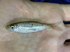 Alestidae