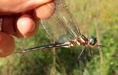 Somatochlora tenebrosa