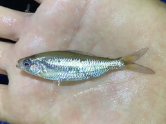 Alestidae