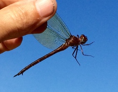 Somatochlora linearis