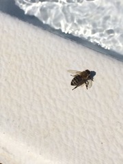 Apis mellifera