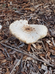 Agaricaceae