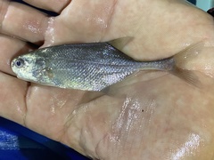 Petrocephalus simus