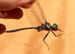 Somatochlora provocans