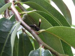 Parachartergus apicalis