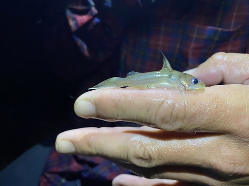 Ogowe catfish (Chrysichthys ogooensis) — Claroteidae — 3
