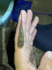 Chrysichthys ogooensis