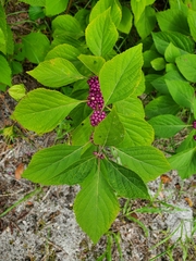 Callicarpa americana