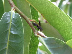 Parachartergus apicalis