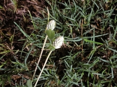 Gomphrena serrata
