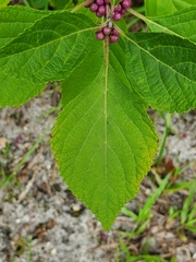Callicarpa americana