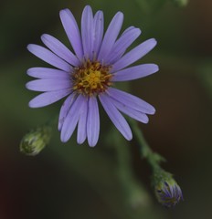 Symphyotrichum laeve laeve
