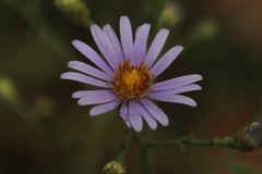 Symphyotrichum laeve laeve
