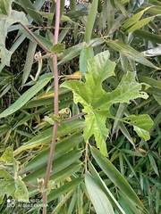 Passiflora adenopoda