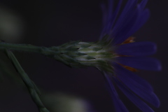 Symphyotrichum laeve laeve