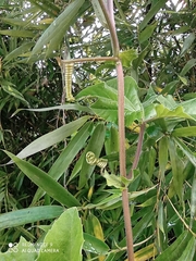 Passiflora adenopoda