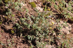 Oxalis pes-caprae sericea