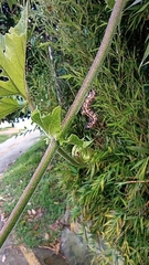 Passiflora adenopoda