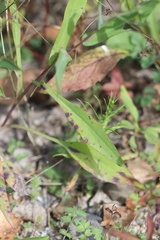 Symphyotrichum laeve laeve