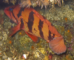 Sebastes nigrocinctus